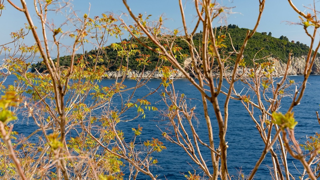 The wooded shore of Lokrum island in warm evening light